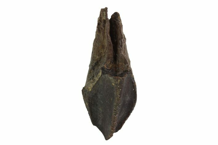 Partially Rooted Triceratops Tooth - Montana #94016